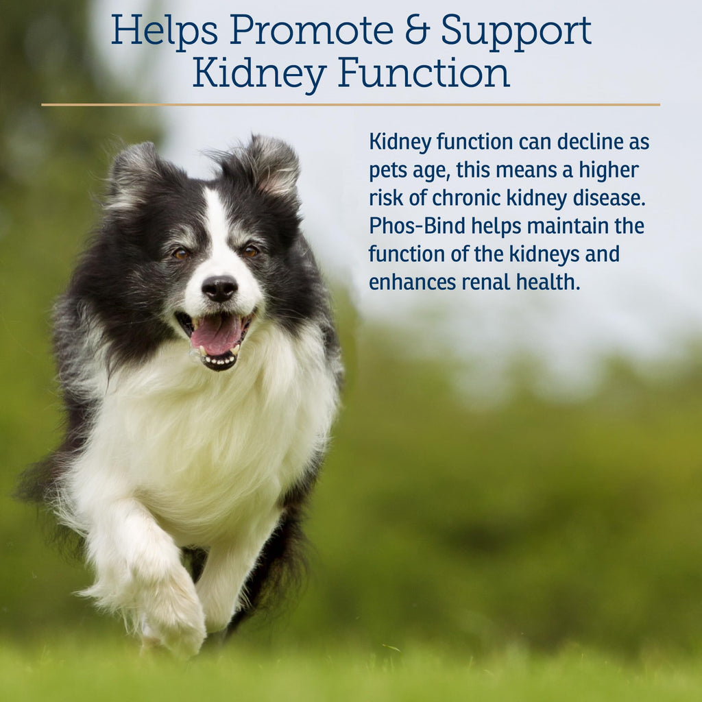 Kidney Support Supplement Powder 200g B690836